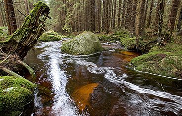 Wildes Deutschland - Der Harz