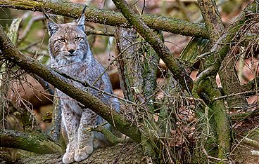 Wildes Deutschland - Der Harz