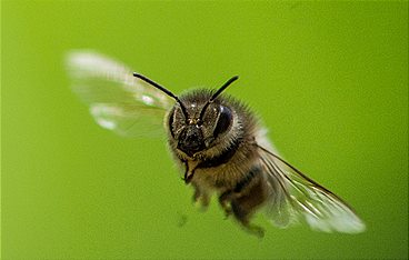 Ziemlich wilde Bienen