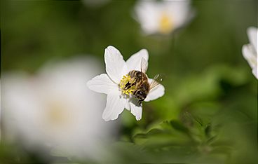 Ziemlich wilde Bienen