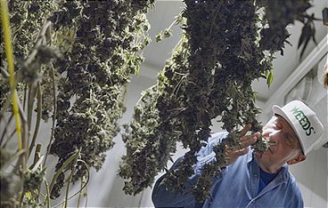 Die Cannabis-Bilanz - Wie viel kiffst du, Deutschland?