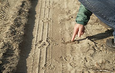 Das Märchen vom guten Bösen Wolf