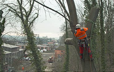 Einsatz am Limit - Knochenjob Holzfällen