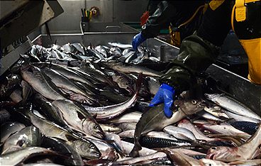 Gegen Wind und Wellen - Auf Fangfahrt mit den deutschen Seelachsfischern