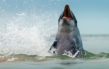 Säugetiere im Wasser