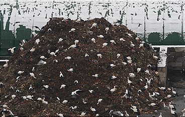 Störche - vom Glücksbringer zum Störenfried?