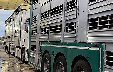 Tiertransporte: Gefangen zwischen Grenzen