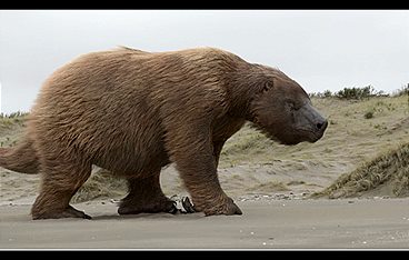 Giganten der Urzeit