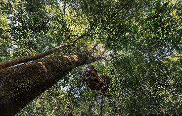 Hoffnungsträger Wald - Können Bäume das Klima retten?