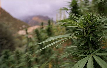 Millionengeschäft Cannabis Marokkos illegaler Exportschlager