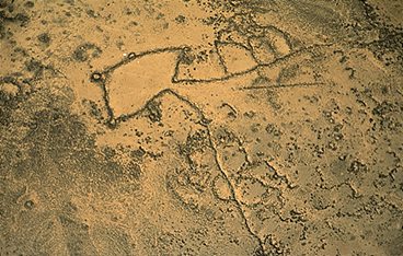 Rätselhafte Wüstendrachen