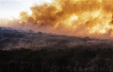 Unser grüner Planet